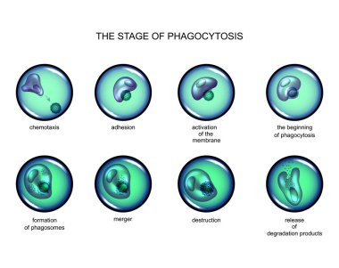 vector illustration of phagocytosis stage. leukocyte and virus clipart