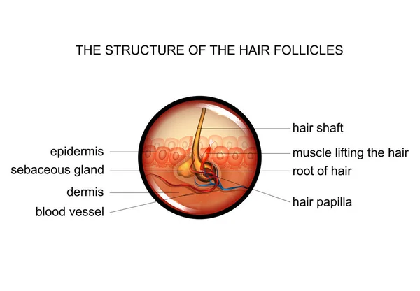Vector Illustration Anatomy Hair Follicles — Stock Vector