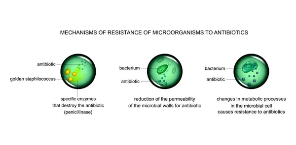 Illustration Vectorielle Des Mécanismes Résistance Cellulaire Microbienne Aux Antibiotiques — Image vectorielle