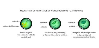 vector illustration of mechanisms of microbial cell resistance to antibiotics clipart