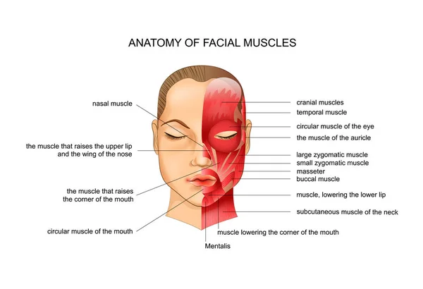 Vector Illustration Anatomy Facial Muscles Scheme — Stock Vector