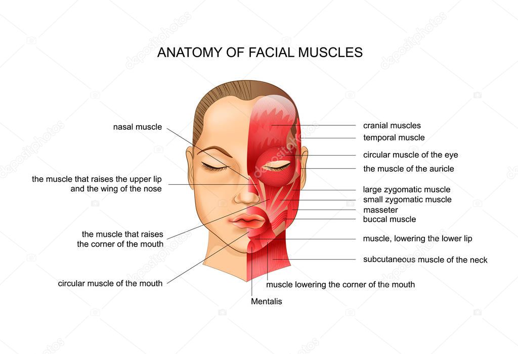 vector illustration of anatomy of the facial muscles. scheme