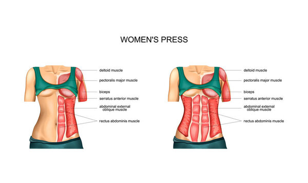 vector illustration of anatomy of torso muscles