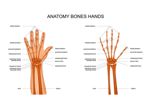手の骨の解剖学のベクトル イラスト スケルトン — ストックベクタ