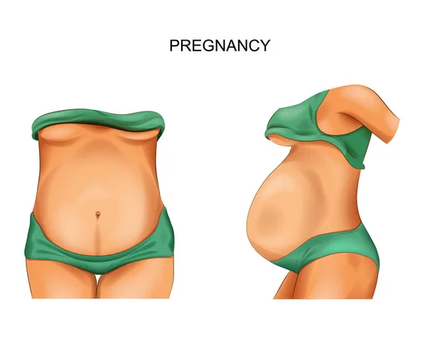 Gravid kvinna, gravid mage — Stock vektor
