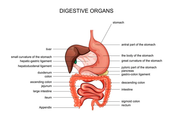 The organs of digestion. anatomy — Stock Vector