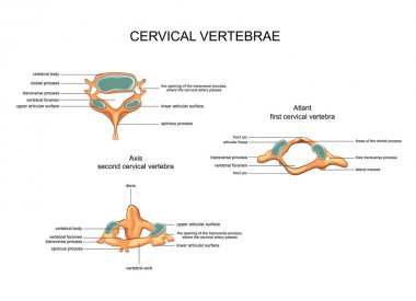 servikal vertebra anatomisi