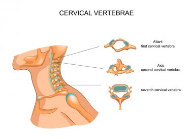 servikal vertebra yapısı