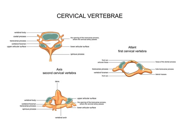 Anatomía de las vértebras cervicales — Vector de stock