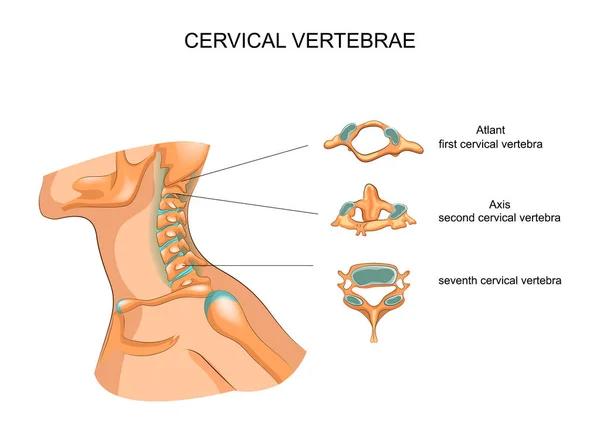 Structure of the cervical vertebrae — Stock Illustration Structure of the cervical vertebrae Royalty Free Stock Illustrations