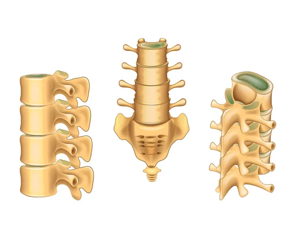 Vertèbres lombaires et sacrum — Image vectorielle