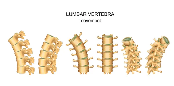 Movimiento en las vértebras lumbares — Vector de stock