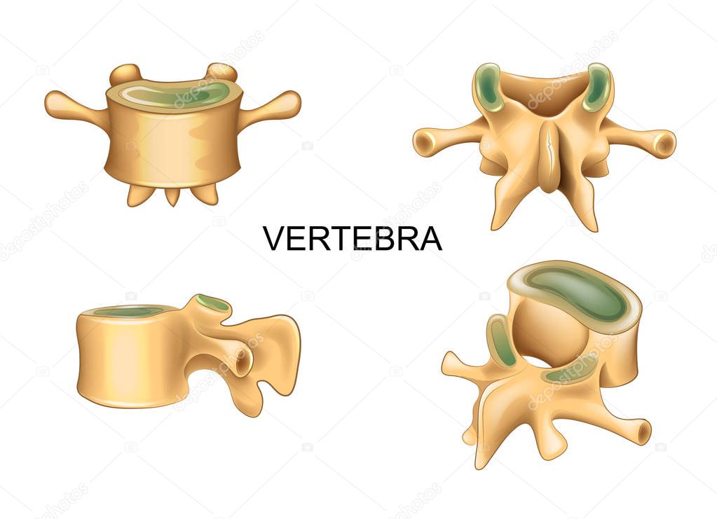 lumbar vertebra in different position