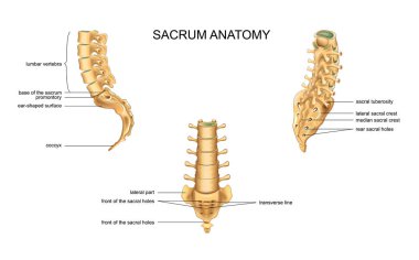 sakrum ve lomber vertebra anatomisi