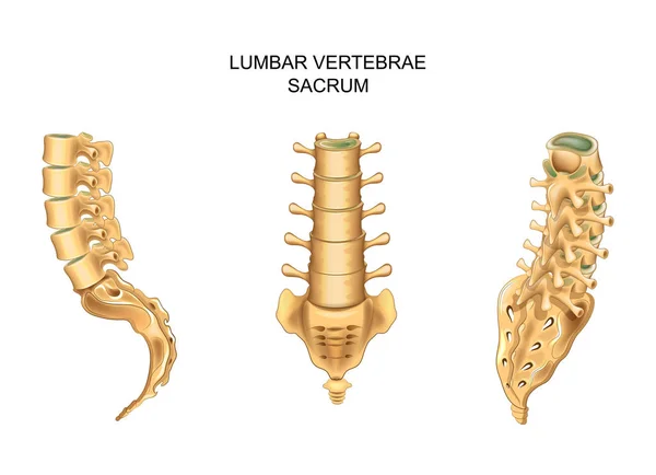 Vértebras sacro e lombar em diferentes posições —  Vetores de Stock