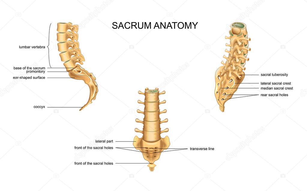 anatomy of the sacrum and lumbar vertebrae