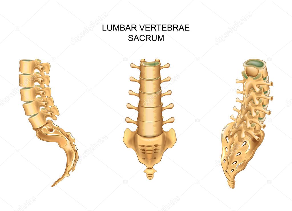 sacrum and lumbar vertebrae in different positions