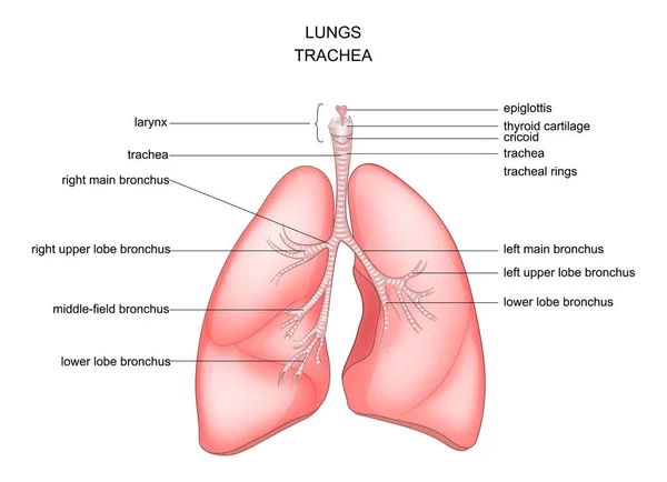 Lunge, Luftröhre und Kehlkopf — Stockvektor