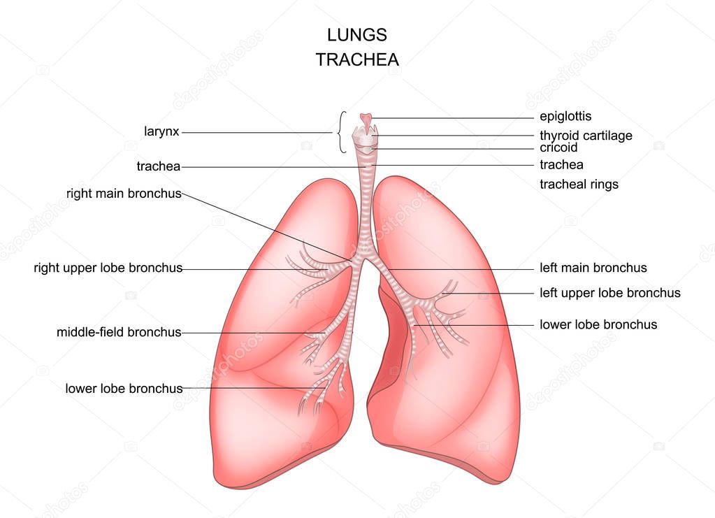 lungs, trachea and larynx