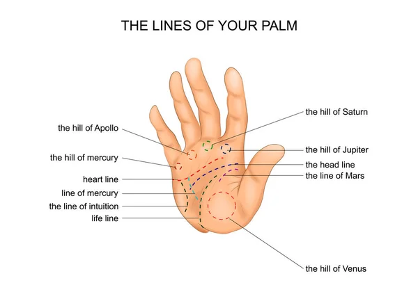 Lignes de palme. chiromancie — Image vectorielle