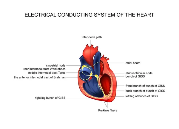 Sistema di conduzione elettrica del cuore — Vettoriale Stock