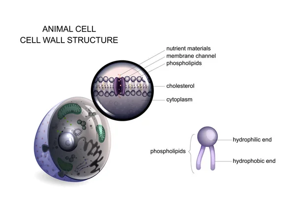 Célula animal. estrutura da parede celular — Vetor de Stock