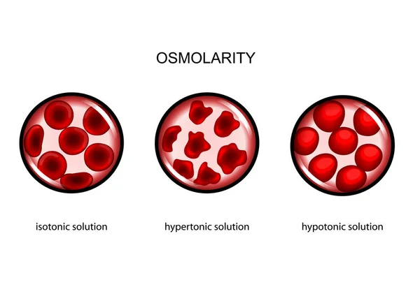 Osmolarità plasmatica — Vettoriale Stock