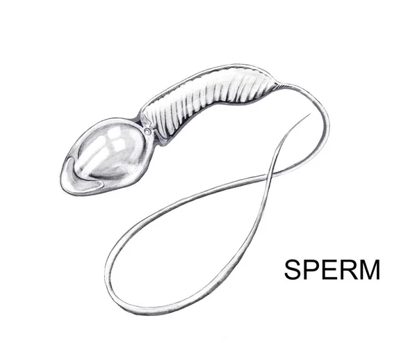 Darstellung Der Gesunden Spermienstruktur — Stockfoto