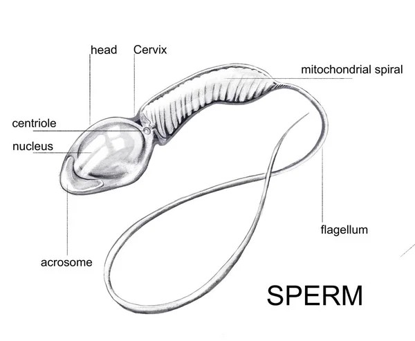 Darstellung Der Gesunden Spermienstruktur — Stockfoto