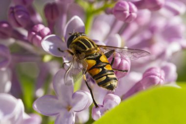 Arı leylak çiçekleri üzerinde nektar toplar.
