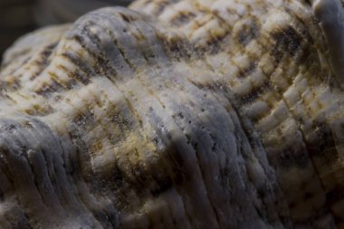 Deniz kabuğu yüzey doku