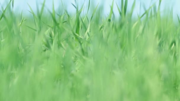 Texture de l'herbe des champs. Transition vers le focus 