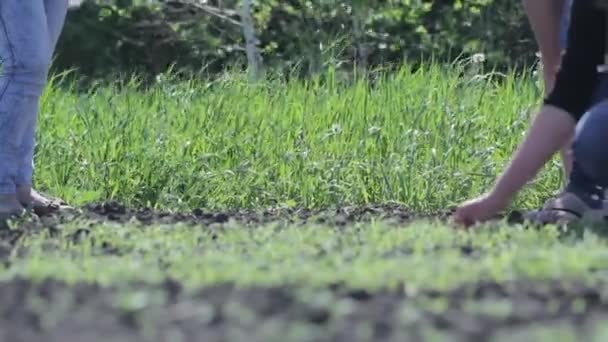 Een Groep Studenten Werken Tuin Praktische Opleiding Een Plantaardige Boerderij — Stockvideo