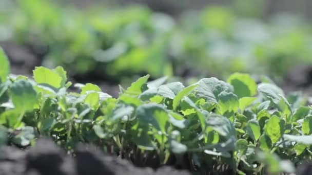 Scheuten Van Radijs Plantaardige Boerderij — Stockvideo