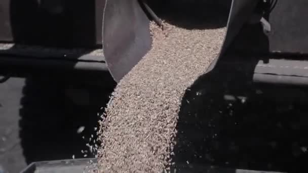 Pour Out Grain Stages Flour Bread Production Waterfall Grains — Stock Video