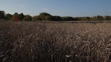 Olgun buğday kulaklar. Bir tane çiftlikte hasat zamanıdır. Hareketli kamera