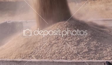 Tahıl hasat. Tarım Tohum Sanayi. Mevsimlik çalışır