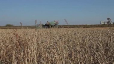 Tarım makineleri. Biçerdöver buğday alanında birleştirir. Bitkileri hasat zamanı.