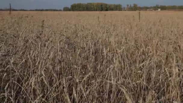 Orejas Trigo Maduras Hora Cosechar Una Granja Granos Cámara Móvil — Vídeos de Stock