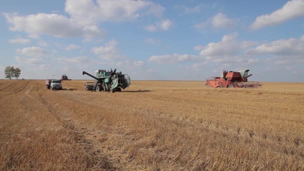 联合收割机在田间工作 准备好的谷物被卸进卡车里 谷物农场的季节性工作 — 图库视频影像