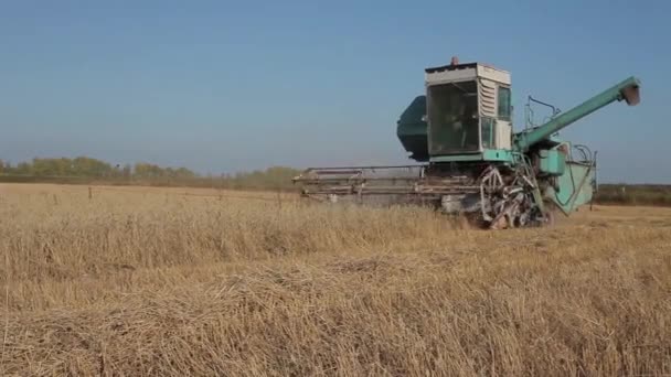 Mezőgazdasági Gépek Kombájn Búzát Területén Munkaidőben Betakarítás Növények — Stock videók