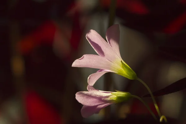 Neugeborene Blume Der Bordeauxrote Dschungel — Stockfoto