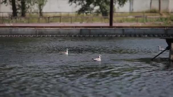 Качки Плавають Мисках Фільтрації Води Сучасні Міські Очисні Споруди — стокове відео