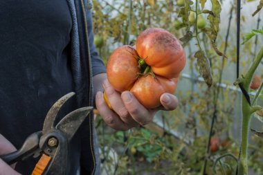 Beyaz bir adam bir domates gösterir. Sebze elinde. Bahçede hasat.