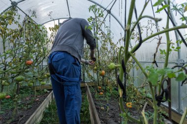 Beyaz bir adam bir sera domates toplar. Mevsimlik hasat.