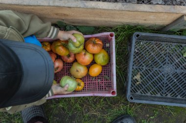 Toplayıcı domates sepete koyar. Bahçede hasat.