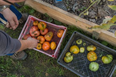 Toplayıcı domates sepete koyar. Bahçede hasat.