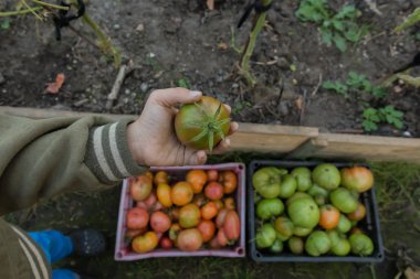 Çocuk bir domates gösterir. Sebze elinde. Bahçede hasat.