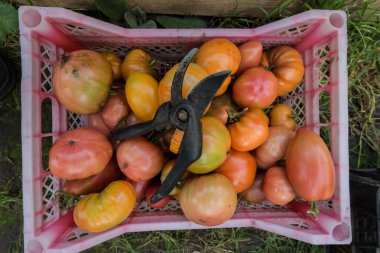 Turuncu domates bir kutu içinde. Hasat tamamlanması. Arka plan domates.