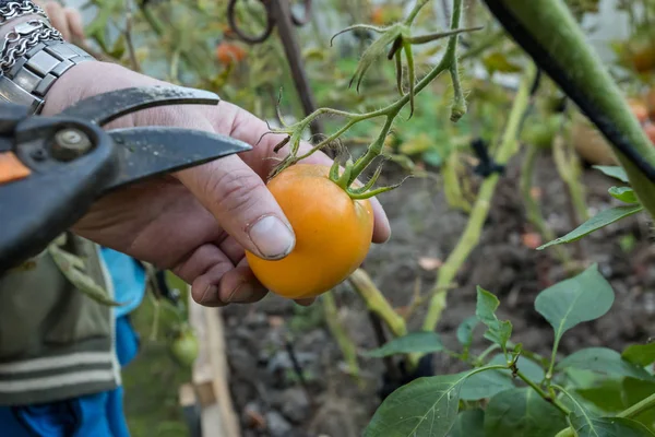 A white man cuts a tomato from a vine. Harvesting in the garden.